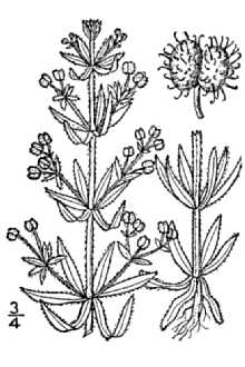 <i>Galium aparine</i> L. var. intermedium (Merr.) Briq.