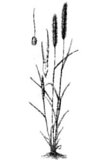 <i>Agrostis ventricosa</i> auct. non Gouan