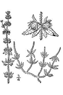 <i>Galium virgatum</i> Nutt. var. leiocarpum Torr. & A. Gray