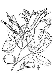 <i>Galactia volubilis</i> (L.) Britton var. mississippiensis Vail