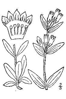 <i>Gentiana amarella</i> L. var. acuta (Michx.) Herder