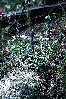 <i>Gentiana affinis</i> Griseb. var. ovata A. Gray