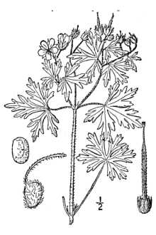 <i>Geranium carolinianum</i> L. var. longipes S. Watson