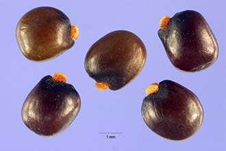 <i>Cytisus canariensis</i> (L.) Kuntze