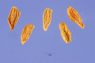 <i>Gentiana calycosa</i> Griseb. var. xantha A. Nelson