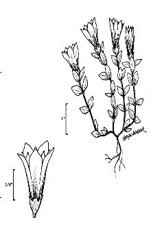 <i>Gentiana calycosa</i> Griseb. var. xantha A. Nelson