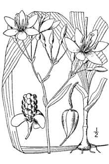 <i>Gemmingia chinensis</i> (L.) Kuntze