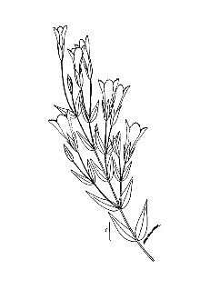 <i>Gentiana crinita</i> Froel.