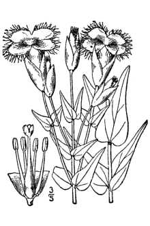 <i>Gentianella crinita</i> (Froel.) G. Don ssp. nevadensis (Gilg) Weaver & Rudenberg