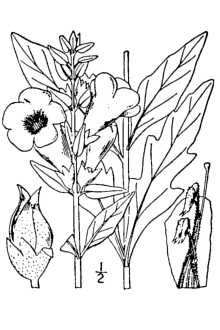 <i>Agalinis flava</i> (L.) B. Boivin