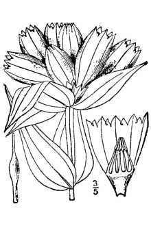<i>Gentiana flavida</i> A. Gray