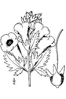 <i>Agalinis grandiflora</i> (Benth.) S.F. Blake