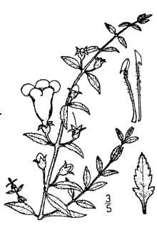 <i>Agalinis grandiflora</i> (Benth.) S.F. Blake var. serrata (Torr. ex Benth.) S.F. Blake