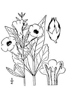 <i>Agalinis laevigata</i> (Raf.) S.F. Blake