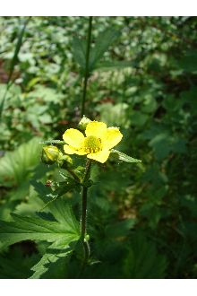 Largeleaf Avens