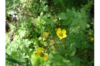 Largeleaf Avens