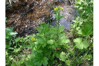 Largeleaf Avens