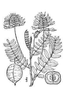 <i>Astragalus mexicanus</i> A. DC.
