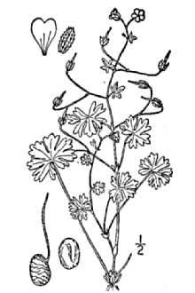 Dovefoot Geranium