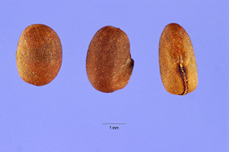 Oregon Geranium