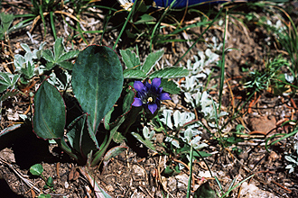 <i>Gentiana calycosa</i> Griseb. var. asepala (Maguire) C.L. Hitchc.