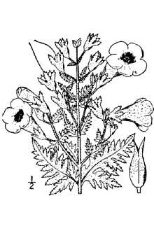 <i>Agalinis pedicularia</i> (L.) S.F. Blake var. caesariensis (Pennell) S.F. Blake
