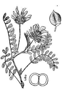 <i>Astragalus pachycarpus</i> Torr. & A. Gray