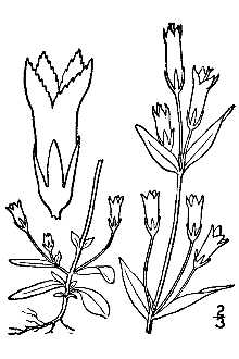 <i>Gentiana arctophila</i> Griseb.