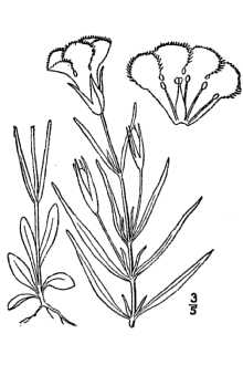 <i>Gentiana crinita</i> Froel. var. browniana (Hook.) B. Boivin