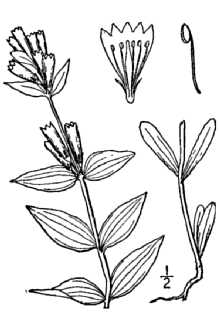 <i>Gentiana quinquefolia</i> L.