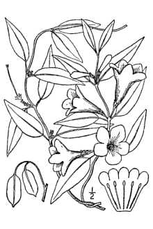 <i>Bignonia sempervirens</i> L.