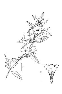 <i>Bigonia sempervirens</i> L., database artifact