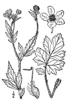 <i>Geum strictum</i> Aiton var. decurrens (Rydb.) Kearney & Peebles