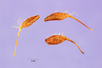 <i>Geum aleppicum</i> Jacq. ssp. strictum (Aiton) R.T. Clausen