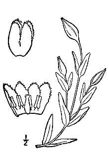<i>Gentiana crinita</i> Froel.