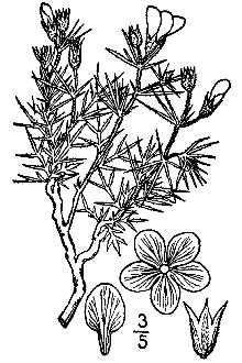 <i>Gilia rigidula</i> Benth. var. acerosa A. Gray