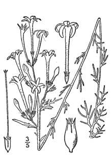 <i>Gilia aggregata</i> (Pursh) Spreng. ssp. euaggregata Brand