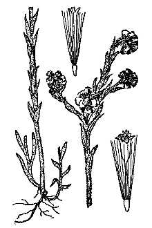 <i>Filago germanica</i> L. 1763, non Huds. 1762, nom. illeg.
