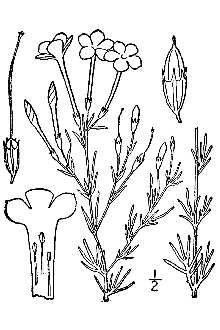 <i>Gilia longiflora</i> (Torr.) G. Don