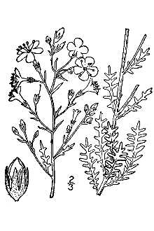 <i>Gilia pinnatifida</i> Nutt. ex A. Gray