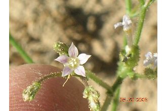 <i>Gilia inconspicua</i> (Sm.) Sweet var. sinuata (Douglas ex Benth.) A. Gray