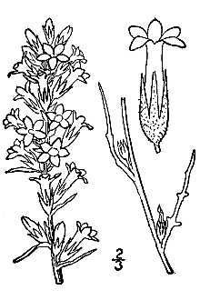 <i>Gilia spicata</i> Nutt.