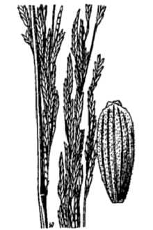 <i>Glyceria septentrionalis</i> Hitchc. var. arkansana (Fernald) Steyerm. & Kucera