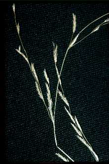 <i>Panicularia borealis</i> Nash