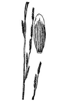<i>Panicularia borealis</i> Nash