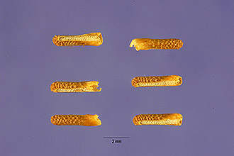<i>Verbena canadensis</i> (L.) Britton var. compacta Dermen