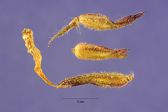 <i>Verbena canadensis</i> (L.) Britton var. drummondii (Lindl.) E.M. Baxter