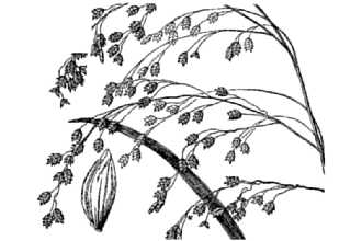 <i>Panicularia canadensis</i> (Michx.) Kuntze