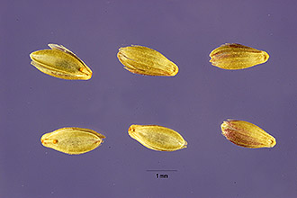 <i>Panicularia striata</i> (Lam.) Hitchc.