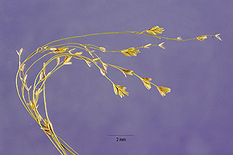 <i>Glyceria nervata</i> (Willd.) Trin.